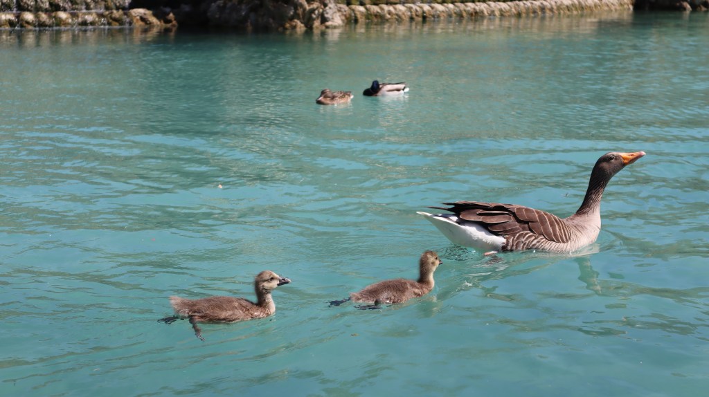 Ciutadella Park Geese