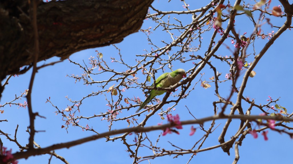 Park Guell Parrot